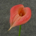 CALLA LILY MEDIUM  16" STEM  BEAUTY/PINK