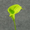 CALLA LILY MEDIUM  16" STEM  GREEN