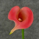 CALLA LILY SMALL  14" STEM  BEAUTY/PINK