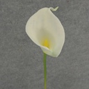 CALLA LILY SMALL  14&quot; STEM  CREAM