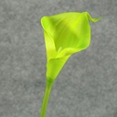 CALLA LILY SMALL  14" STEM  GREEN