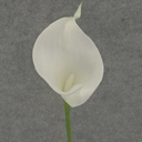 CALLA LILY SMALL  14" STEM  WHITE
