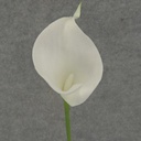 CALLA LILY SMALL  14" STEM  WHITE