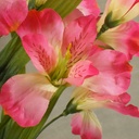 ALTROMERIA BUSH X11 20"  PINK