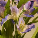 ALTROMERIA BUSH X11 20&quot;  PURPLE
