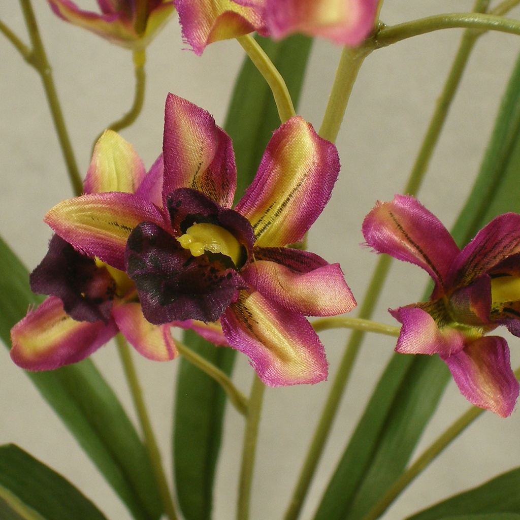 ORCHID MINI CYMBIDIUM BUSH X5 23" PURPLE