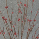 TWIG SPRAY W/PIP BERRIES 26" RED