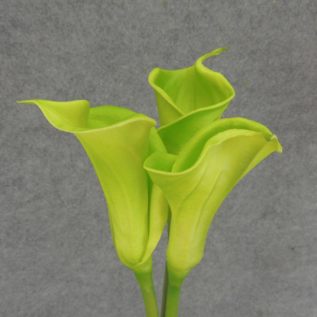 CALLA LILY 24" BUNDLE OF 3  GREEN