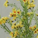 WAX FLOWER BUSH X9   18"  YELLOW