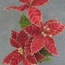 POINSETTIA SPRAY 22" X3 VELVET RED W/GOLD GLIT