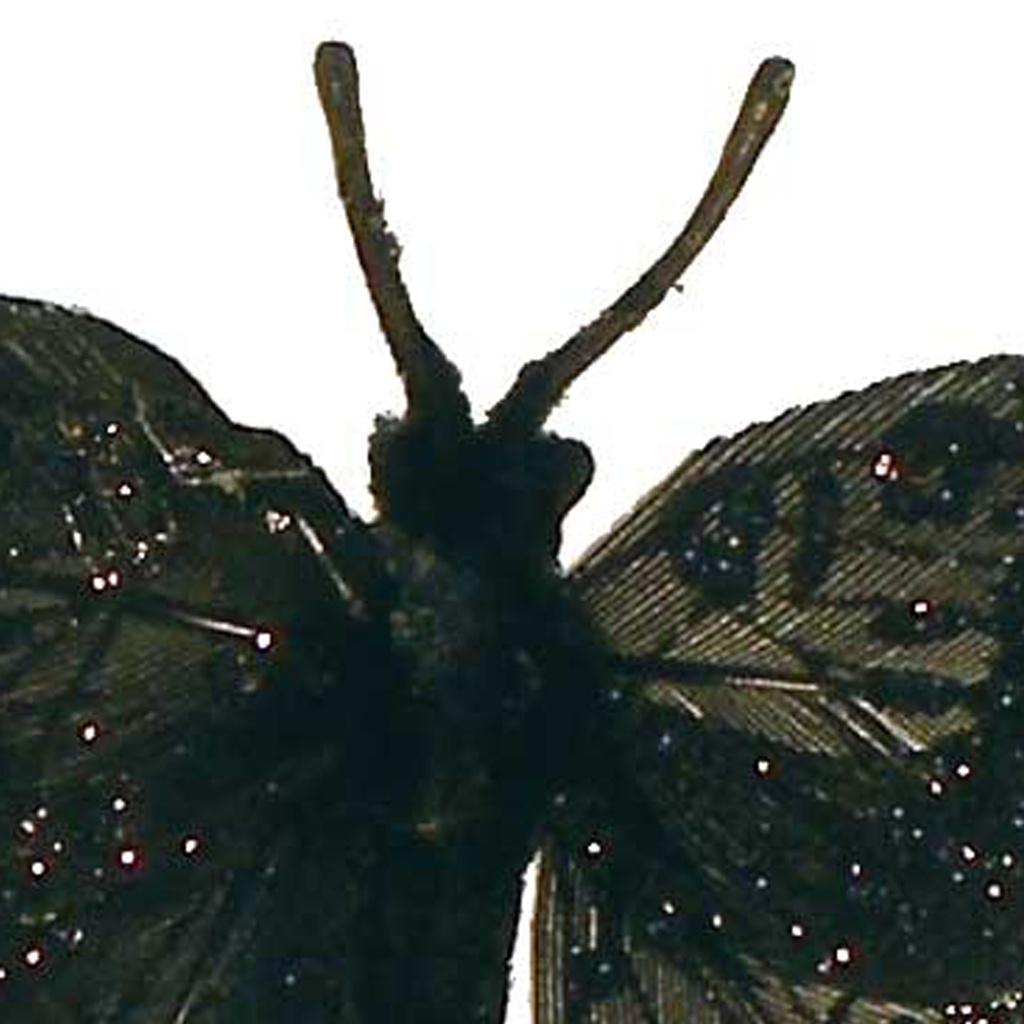 1.5" BLACK BUTTERFLY W/MICA