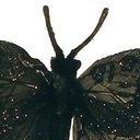 1.5" BLACK BUTTERFLY W/MICA