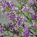 STAR FLOWER BUSH 20.5"  PURPLE