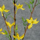 FORSYTHIA SPRAY 37" YELLOW (OUTDOOR)