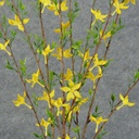 FORSYTHIA BUSH X3 35" YELLOW (OUTDOOR)