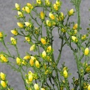 BUD LEAF BUSH 21&quot;   YELLOW