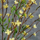 PTERIS CROSS PLUM BUSH 22"  YELLOW