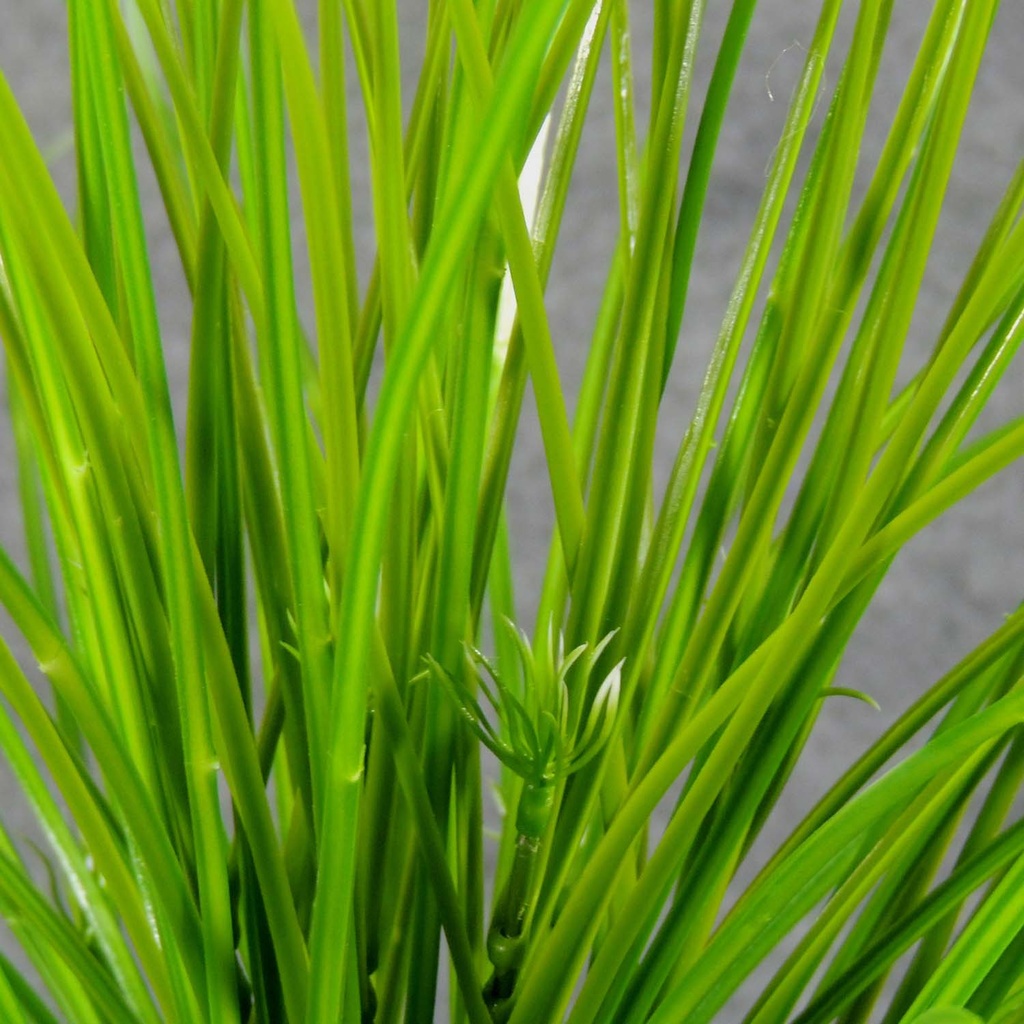 GRASS MONKEY BUSH X12  GREEN/WHITE