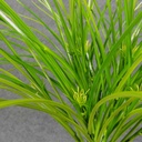 GRASS MONKEY BUSH X12  YELLOW/GREEN