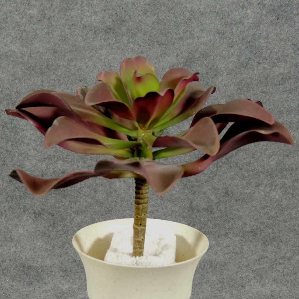 SUCCULENT PIC/PLANT  BURGUNDY/GREEN