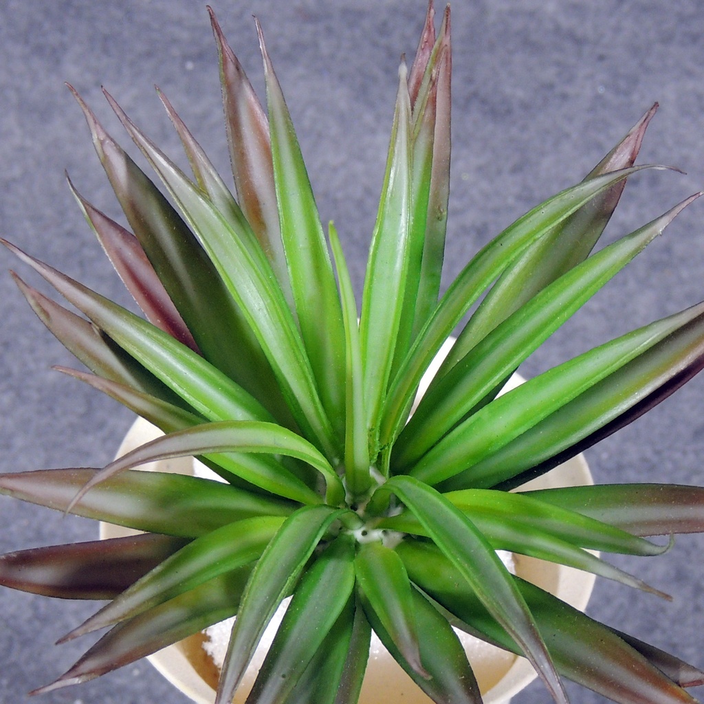 ALOE SUCCULENT PIC/PLANT  BURGUNDY/GREEN