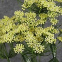 DILL/QUEEN ANNE LACE BUSH X7  CREAM/GREEN