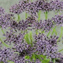 DILL/QUEEN ANNE LACE BUSH X7  PURPLE