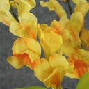 SNAPDRAGON BUSH X6   YELLOW