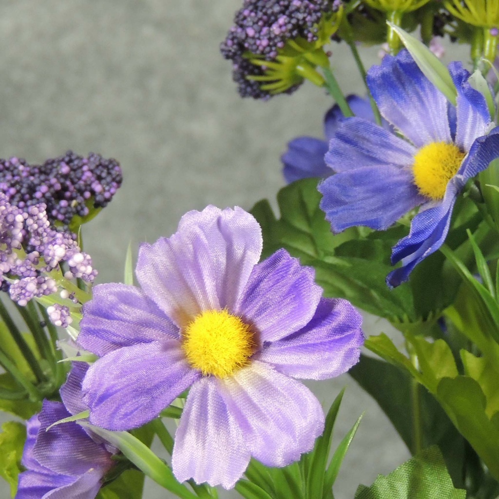 COSMOS MIXED BUSH X11  PURPLE