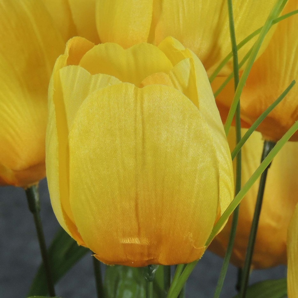 TULIP BUSH X11       YELLOW