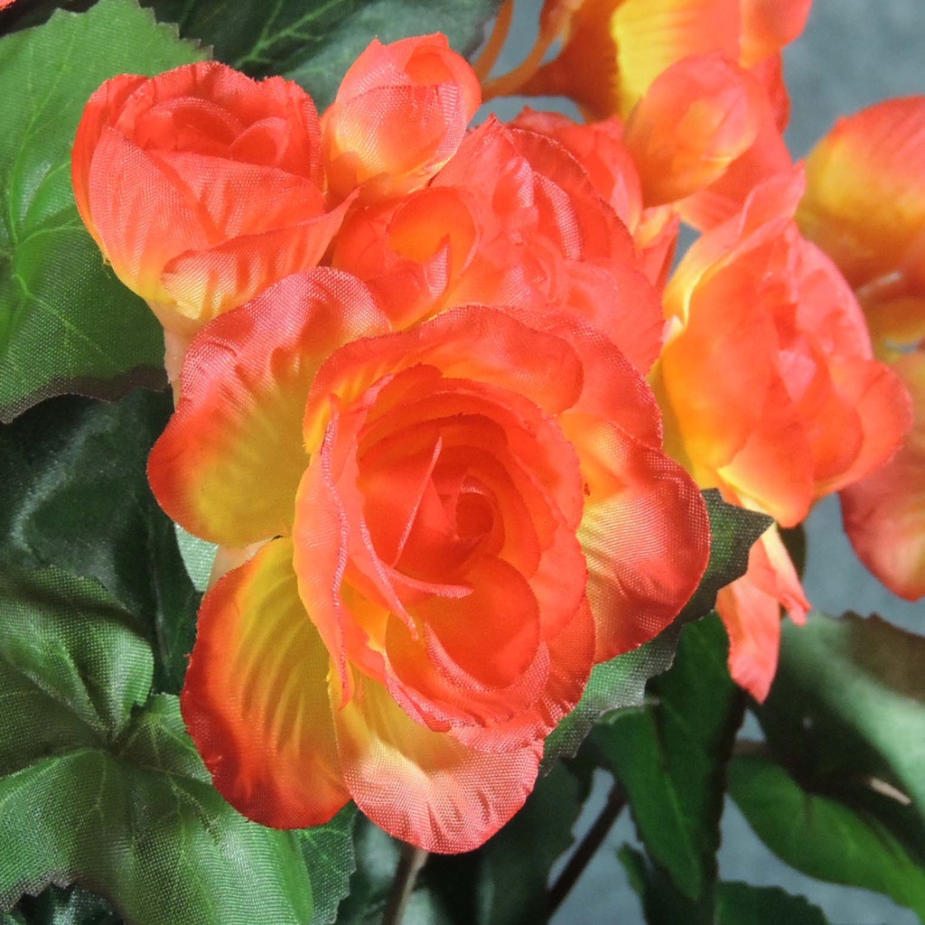 BEGONIA BUSH X14    ORANGE