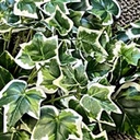 IVY ENGLISH BUSH X12   GREEN