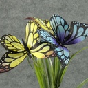 BUTTERFLY BUSH X5  13"  BLUE/YELLOW