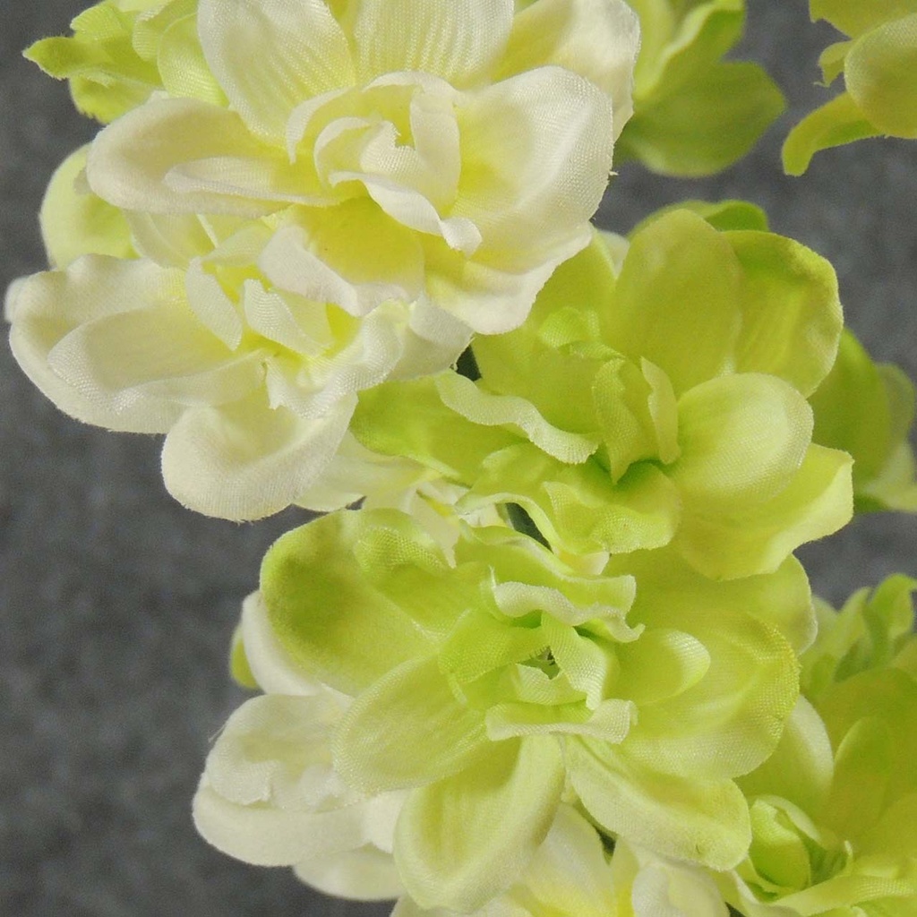 DELPHINUM BUSH X9 25"  CREAM/GREEN