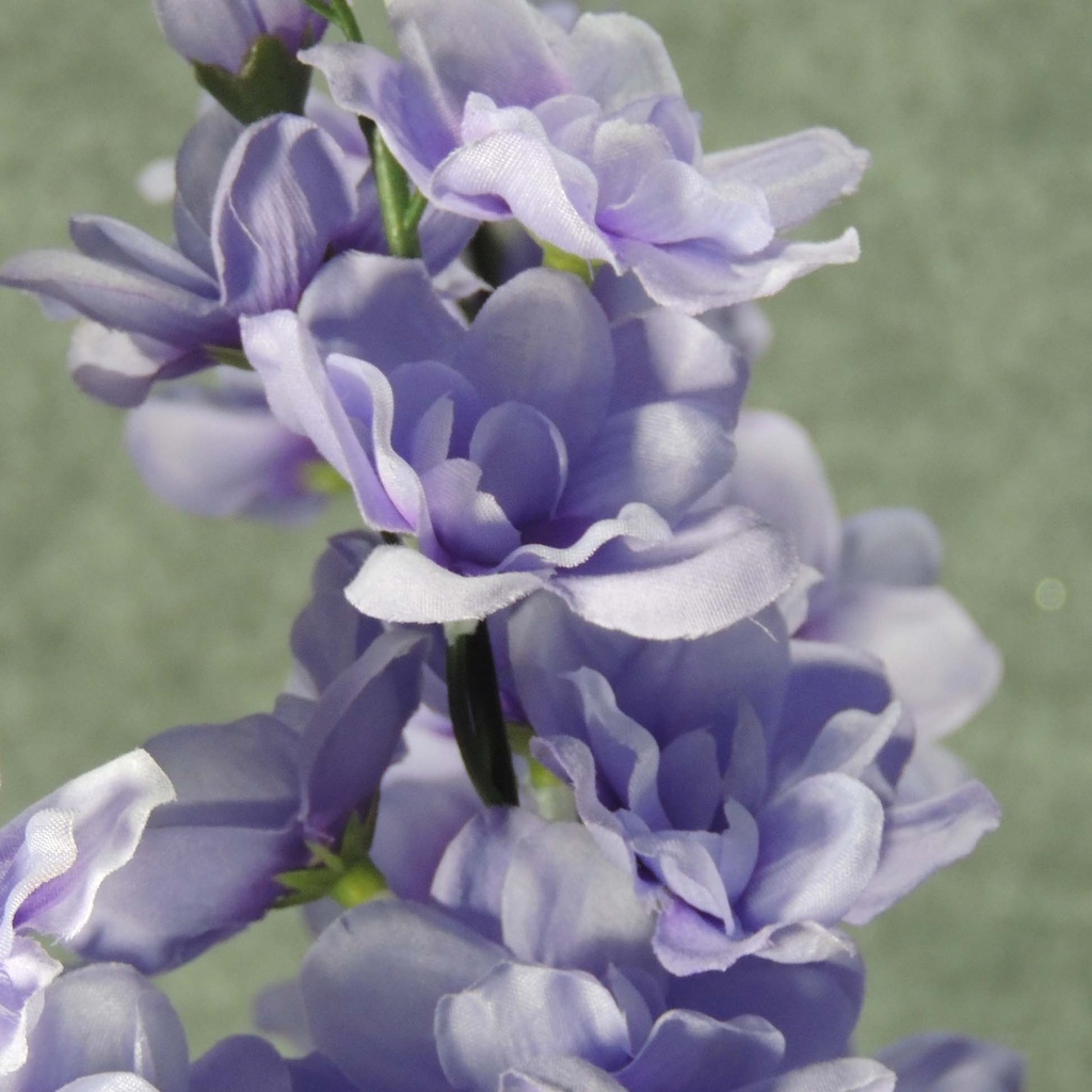 DELPHINUM BUSH X9 25&quot; LAVENDER