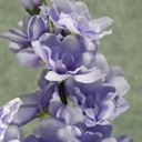 DELPHINUM BUSH X9 25&quot; LAVENDER
