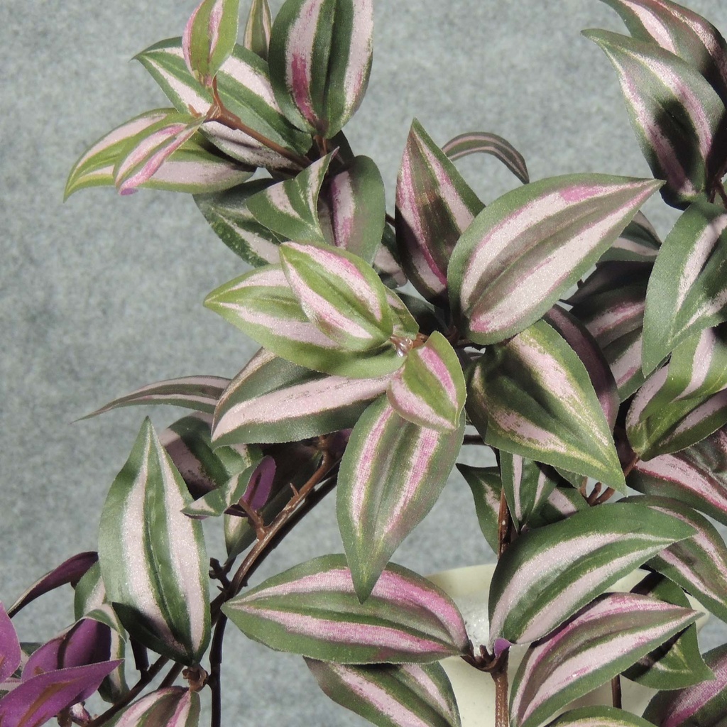 WANDERING JEW HANGING BUSH X9