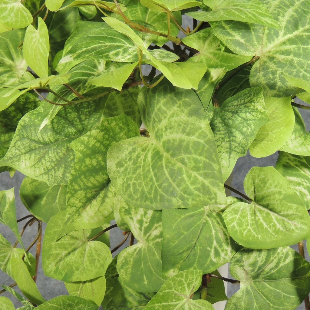 POTATO LEAF HANGING BUSH X12