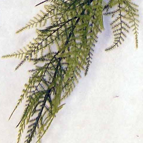 GARLAND FERN PLUMOSA 6' PLASTIC