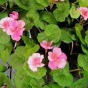 WREATH 16" GERANIUM W/POT PINK