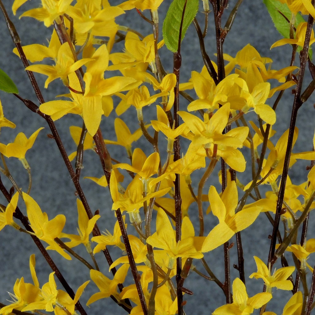 FORSYTHIA BUSH X10 GOLD/YELLOW 30"