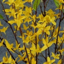 FORSYTHIA BUSH X10 GOLD/YELLOW 30"