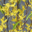 FORSYTHIA BUSH X10    YELLOW 30"