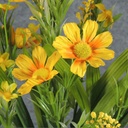 COSMOS MIXED BUSH X10