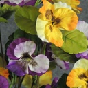 PANSY BUSH X5 PURPLE/YELLOW 21"