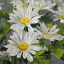 DAISY BUSH X11   20" WHITE