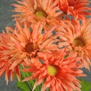 GERBERA DAISY BUSH X8