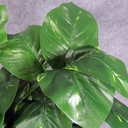 POTHOS PLANT W/24 LVS 22"