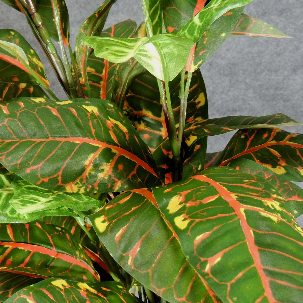 CROTON PLANT W/48 LVS 34"