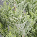 DUSTY MILLER BUSH X7    16"  GREEN